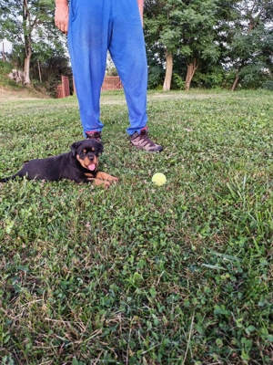 Pui Rottweiler femelă, 3 luni,   - imagine 2