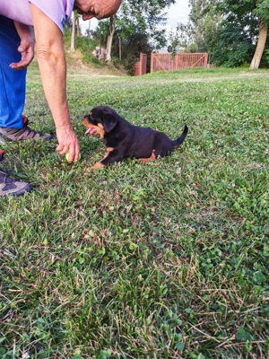 Pui Rottweiler femelă, 3 luni,   - imagine 3