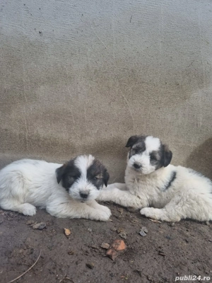 Donez 4 căței - imagine 2 Donez 4 căței - imagine 2