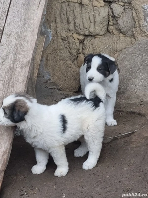 Donez 4 căței - imagine 3 Donez 4 căței - imagine 3