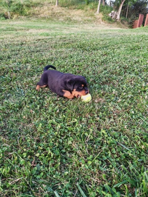 Pui Rottweiler femelă, 3 luni,