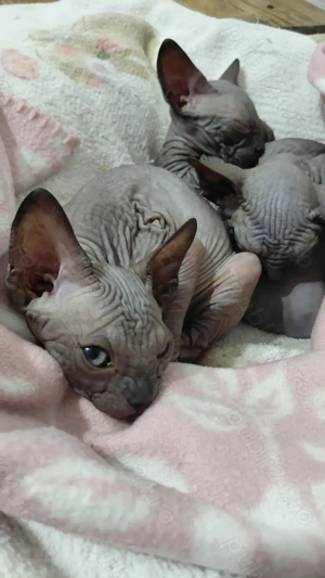 Pisicuta sfinx - imagine 4