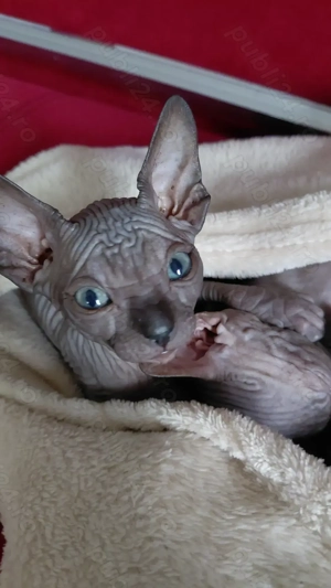 Pisicuta sfinx - imagine 6