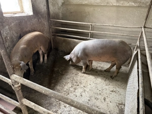 Porci disponibili  - imagine 4