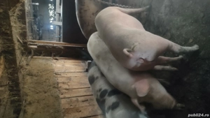 cauta alt stapan - imagine 2 cauta alt stapan - imagine 2