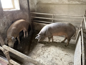 Porci disponibili  - imagine 3