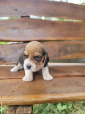 catelus beagle - imagine 2