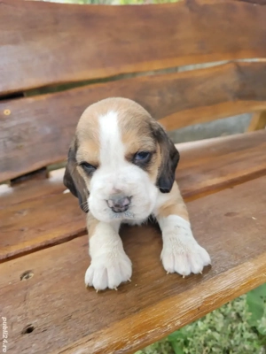 catelus beagle - imagine 3