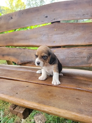 catelus beagle - imagine 5