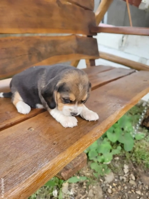 catelus beagle - imagine 4