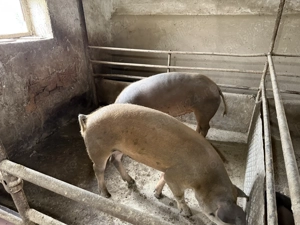 Porci disponibili  - imagine 5