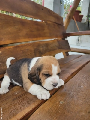 catelus  beagle  - imagine 4