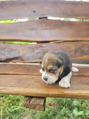 catelus  beagle  - imagine 3