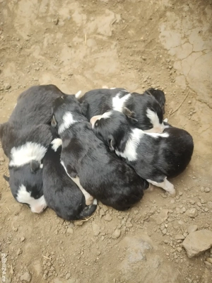 Vand pui Border Collie 