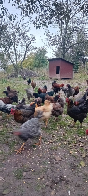 Disponibil pui si găini Wyandotte, Australorp, Italiene. 