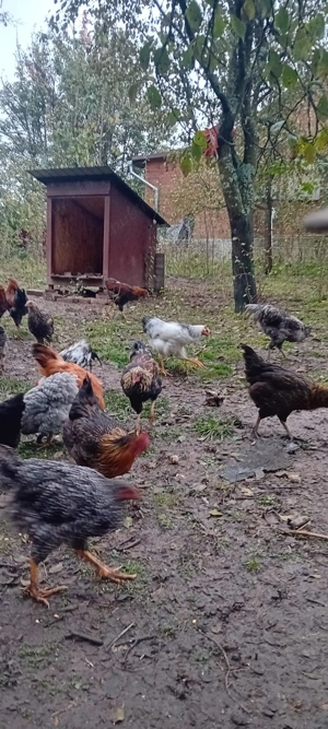 Disponibil pui si găini Wyandotte, Australorp, Italiene.  - imagine 5