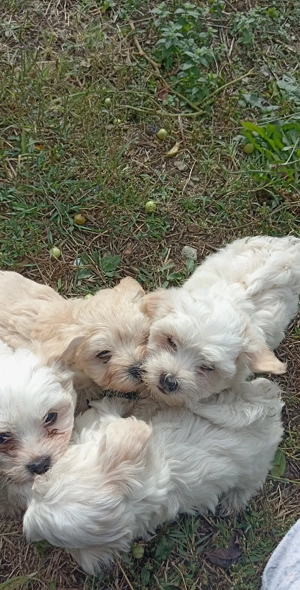 Bischoni Maltez.  - imagine 3