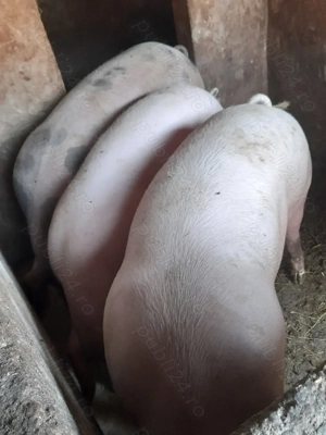 Porci de vânzare 