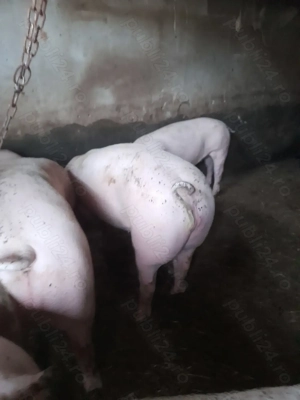 Porci de vânzare  - imagine 2 Porci de vânzare  - imagine 2