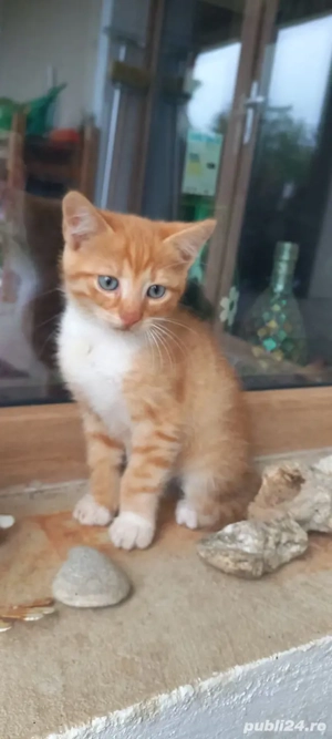 4 pisoi creme si portocaliu pentru adoptie - imagine 5