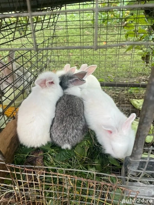 Vand iepuri - imagine 5