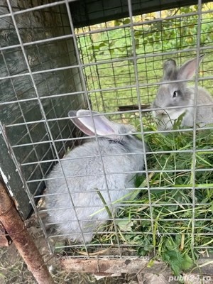 Vand iepuri - imagine 3