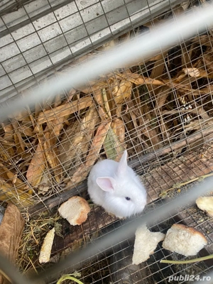 Vand iepuri - imagine 4