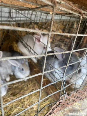 Vand iepuri - imagine 2