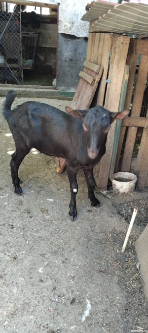 Vand țap pentru montă  - imagine 4