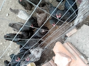 vând pui si gaini astrolorp si rate 