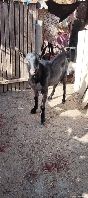 Vand țap pentru montă  - imagine 3