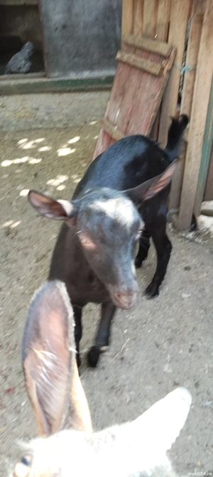 Vand țap pentru montă  - imagine 2