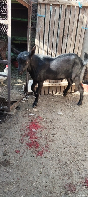 Vand țap pentru montă  - imagine 5