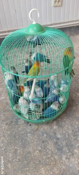 Papagali agapornis Fischer 