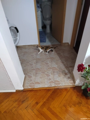 Pisică 7 luni  - imagine 2 Pisică 7 luni  - imagine 2