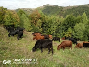 vindem vaci ANGUS - imagine 2