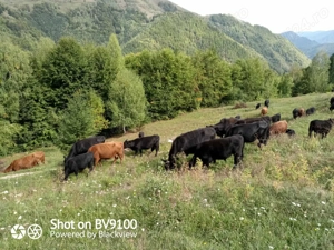 vindem vaci ANGUS - imagine 3