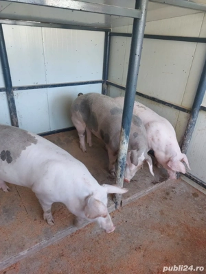 Vand porci de țară