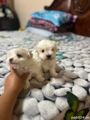 bichon maltez mini toy - imagine 2