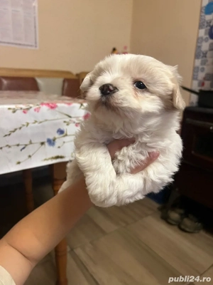 bichon maltez mini toy