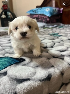 Bichon maltez mini toy - imagine 3 Bichon maltez mini toy - imagine 3