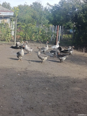 Gâste de vânzare  - imagine 3 Gâste de vânzare  - imagine 3