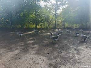 Gâste de vânzare  - imagine 2 Gâste de vânzare  - imagine 2