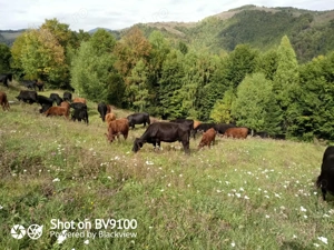 vindem vaci ANGUS rosii si negre - imagine 4