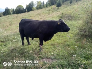 vindem vaci ANGUS rosii si negre - imagine 5