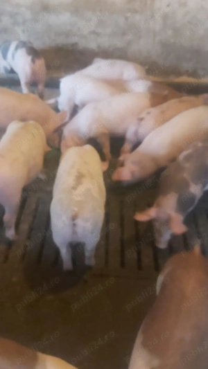 Purcei de vânzare  - imagine 2