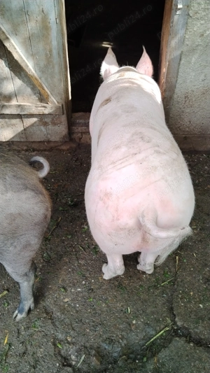 Porci de carne crescuți la țară 