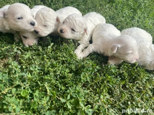 vand catei bichon toymalteze