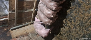 De vanzare! Rasa pietrain!