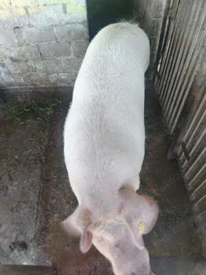 Vând porc, localitatea Dârmanesti, jud Argeș 